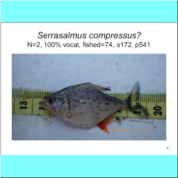 Serrasalmus compressus cf.png